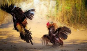 Đá Gà GA28 tại 69VN