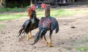 đá gà WS168 tại 69VN
