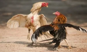 đá gà Sabong tại 69VN