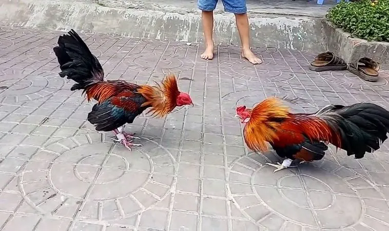 Hướng Dẫn Cách Chơi Đá Gà WS168 Tại 69VN Hiệu Quả Nhất 2 Trận đấu cá cược đá gà WS168 hấp dẫn tại 69VN